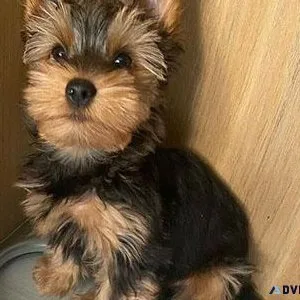 Yorkie puppies ready. 1 male and 1 female AKC Registered.