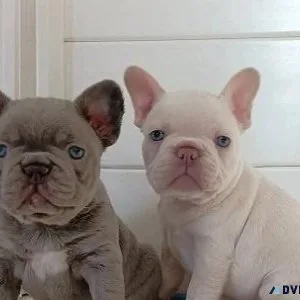 Healthy French Bulldog Pups