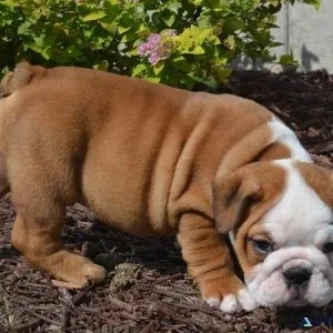 Amazing English bulldog puppies