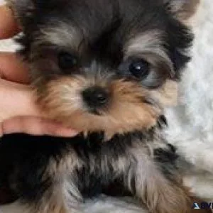 puppies in fayetteville
