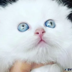 Beautiful Cat for sell