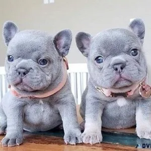 Purebred Akc French Bulldog Puppies