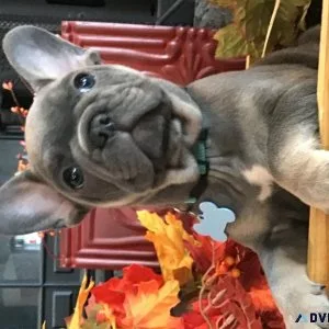 AKC French bulldog puppies