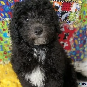 F1b mini Goldendoodle puppies
