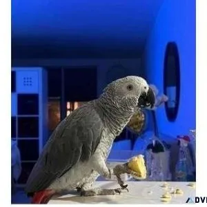 JDA 2 African Grey Parrots Available for Sale