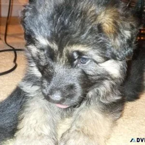 Long Coat German Shepherd Puppies