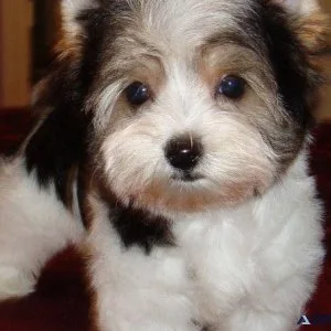 Excellent Biewier Pups
