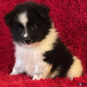Pomeranian Puppies