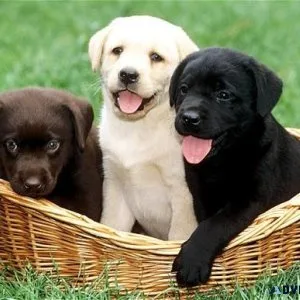 Lovely Labrador Puppies