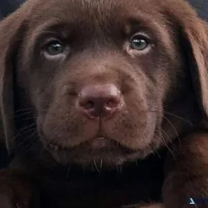 Chocolate Labrador Retriever Puppies