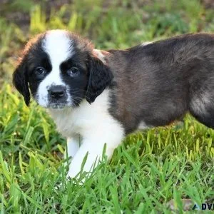 Gorgeous Saint Bernard Puppies For Sale.