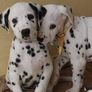 Clean Dalmatian Puppies