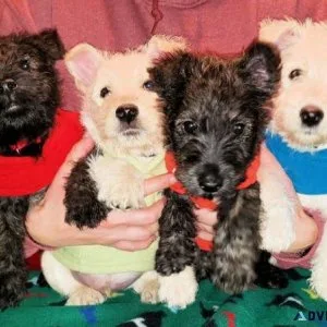 Amazing scottish terrier puppies