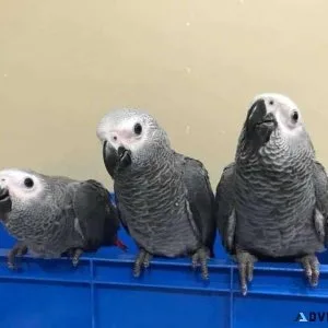Well Socialized African Grey Parrots with Cage for sale.