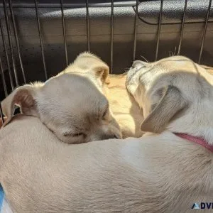 Two chiweenies females for sale