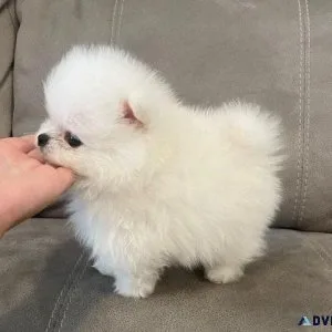 Quality Kc Reg White Pomeranian Puppies Ready To Go