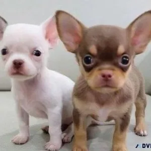 Lovely CHihuahua Pups