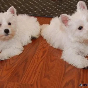 Cute Westie puppies