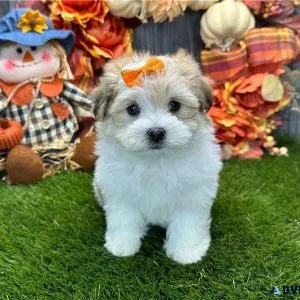 FEMALE PUPPY FOR SALE