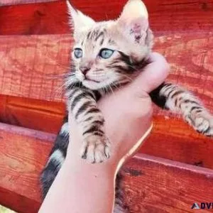 2 VBV purebred Bengal kitten for Sale