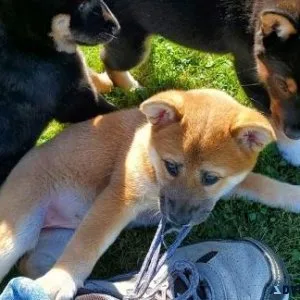 Affordable Shiba Inu Pups
