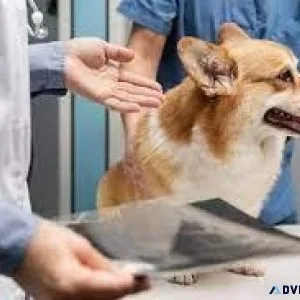 Trusted Veterinary Care in Noida  Vet Land Pet Clinic
