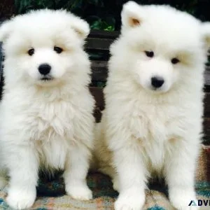 Affordable Samoyed Puppies