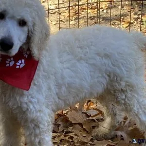 Standard Poodle Rehoming