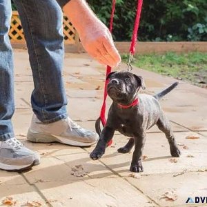 Best Dog Trainer in Jaipur  Expert Guidance