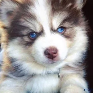 Adorable Pomsky Pups