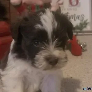 Mini Schnauzer babies
