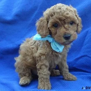 Maltipoo Puppies
