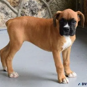 Adorable Boxer Puppies For Sale