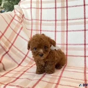 Red Toy Poodle Puppies