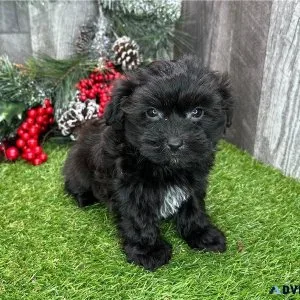 Havanese females and males