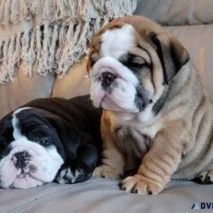 English Bulldog Puppies for Sale