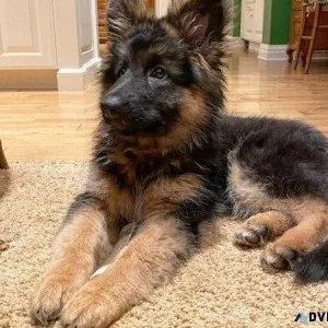 Lovely German Shepherd Puppies