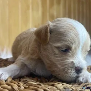 Two left Shih Tzu x havanese puppies