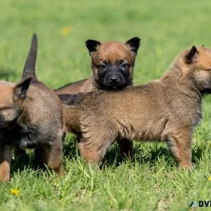 Excellent Malinois puppies Pups