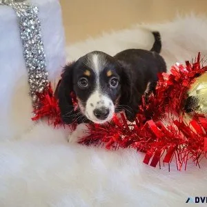 Teckel Dachshund