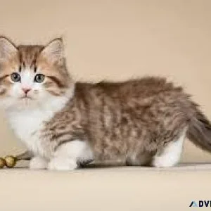 Munchkin cats for sale