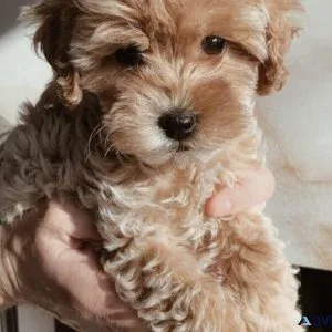 Maltipoo Puppies