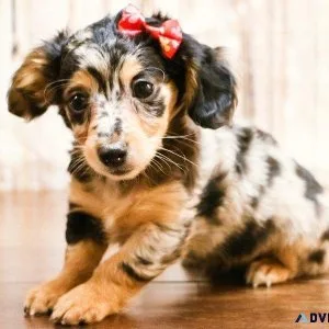 Cute chiweenie puppies