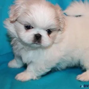 Pekingese Puppies