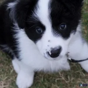 Border Collies Puppies