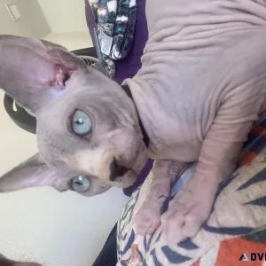 SPHYNX KITTENS