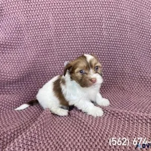 Malshi Puppies