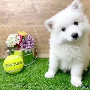 Adorable American Eskimo Pups