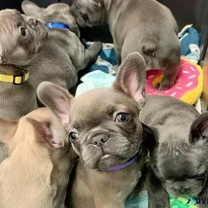 Adorable French Bulldog Puppies for Sale