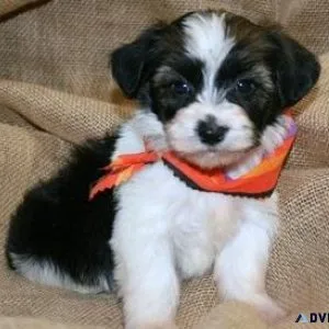 Havanese Puppies